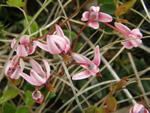Wildflower Photo Gallery #2 - Our second collection of colourful wildflowers. 