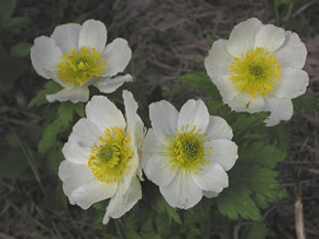 Globeflower