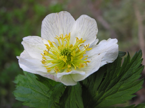 Globeflower