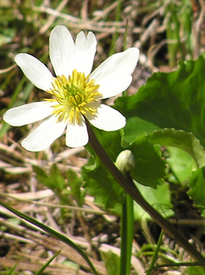 Mountain Marsh-Marigold