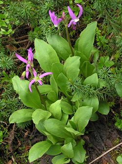 Tall Mountain Shooting Star