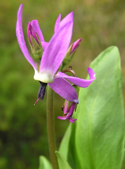 Tall Mountain Shooting Star