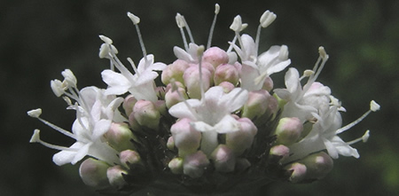 Sitka Valerian