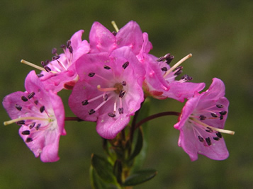 Western Bog-Laurel