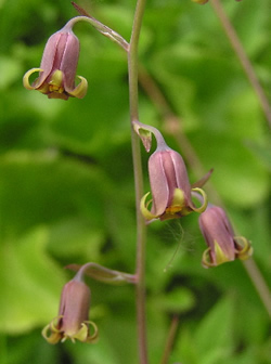 Mountainbells