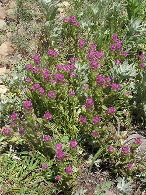 Mountain Owl Clover