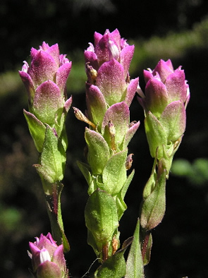 Mountain Owl Clover