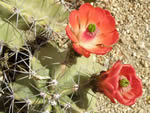 Admire the variety of amazing North American cacti
