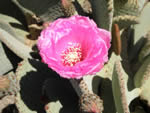 Beavertail Cactus, Opuntia basilaris