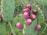 Texas Prickly Pear Cactus, Opuntia lindheimeri