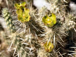 Teddy Bear Cholla, Cylindropuntia bigelovii