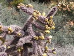 Staghorn Cholla, Cylindropuntia versicolor