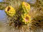 Chainfruit Cholla, Cylindropuntia fulgida