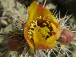 Buckhorn Cholla, Cylindropuntia acanthocarpa