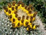 Golden Barrel Cactus, Echindcactus grusonii 