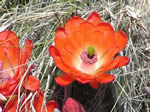 Claret-cup Cactus, Echinocereus coccineus