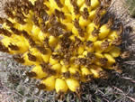 Fishhook Barrel Cactus, Ferocactus wislizenii