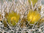 Coast Barrel Cactus, Ferocactus viridescens