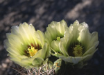 Pygmy Barrel Cactus, Neolloydia Johnsonii