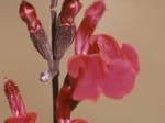 Autumn Sage, Salvia greggii