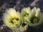 Pygmy Barrel Cactus, Neolloydia johnsonii