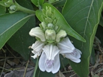Dew Flower, Penstemon cobaea