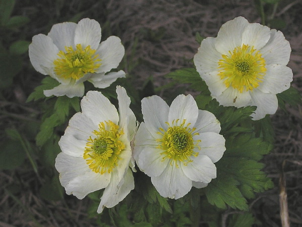 American Globeflower, Trollius laxus