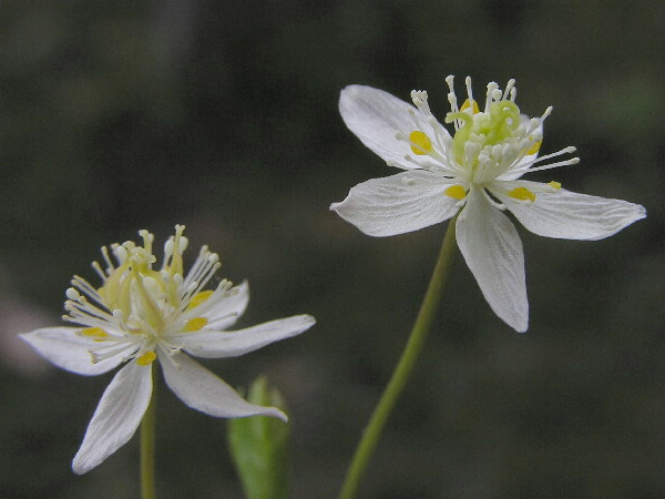 Three-leafed Goldthread, Coptis trifolia