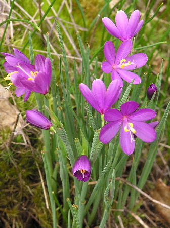 Satin Flower, Olsynium douglasii