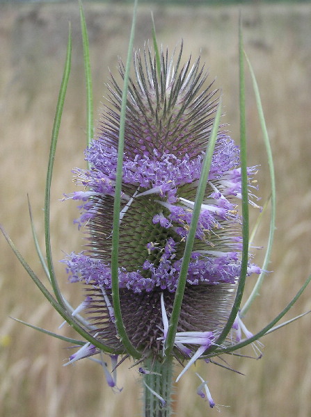Common Teasel, Dipsacus fullonum