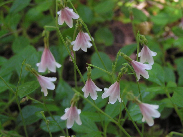 Dereila Nature Inn Wildflower Garden Flower the Month