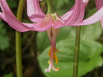 Parts of a Flower