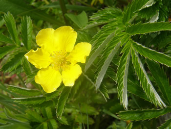 Silverweed, Potentilla answeina ssp. pacifica