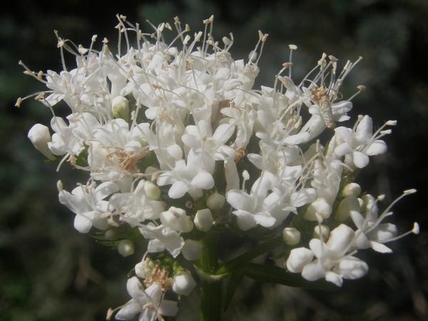 Sitka Valerian, Valeriana sitchensis