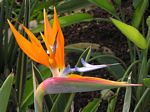 Flowers of Hawaii - Be enchanted with the colours and diversity of flowers found in these tropical islands.