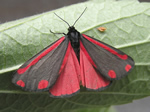 Through the Lens - Photos of creatures in the garden