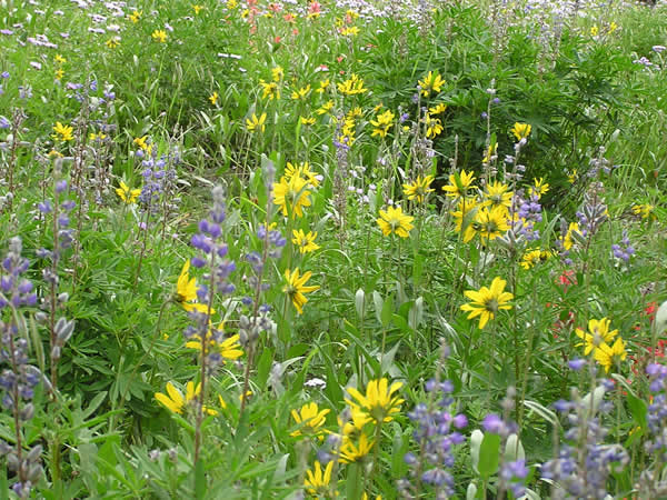 Wildflowers at Cedar Breaks, Utah