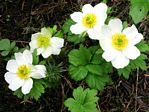 White Globeflower