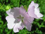 Common Mallow