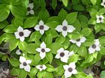 Dwarf Dogwood