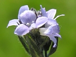 Alpine Speedwell