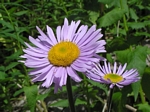 Aster