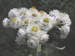 Pearly Everlasting