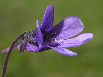 Two Lipped Shaped 