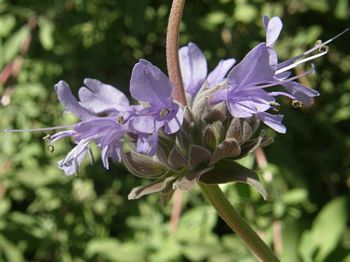 Whorled Cluster
