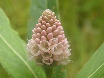 Spike-like Cluster
