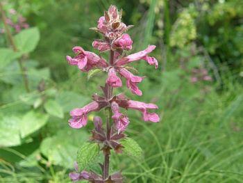 Elongated Cluster