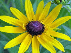 Black-eyed Susan