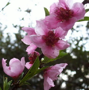 Peach Blossom