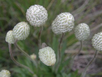 Wind Flower, Anenome multifida